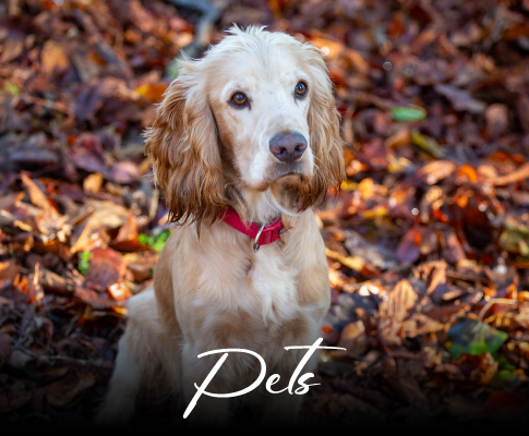 Pets-Galleries-Homepage-IMAGE